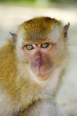 Image showing monkey 