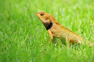 Image showing  lizard