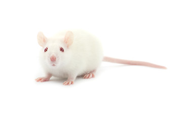 Image showing white rat 