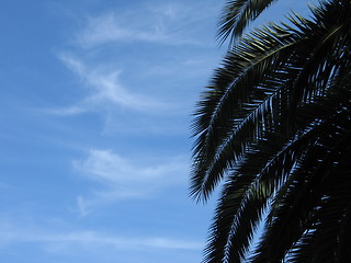 Image showing Palm tree skies