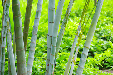 Image showing Bamboo 