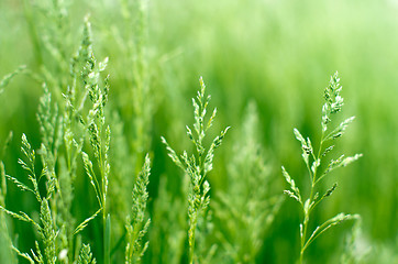 Image showing  grass 