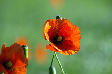 Image showing red poppy 