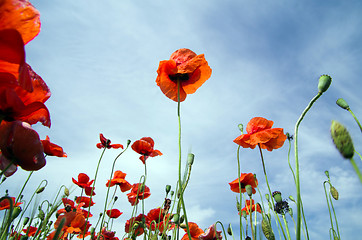 Image showing  red poppy 