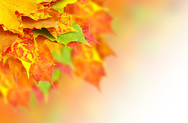 Image showing autumn leaves 