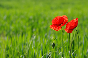 Image showing  red poppy 