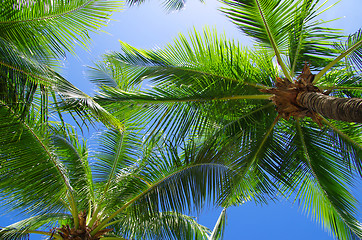 Image showing  palm tree 