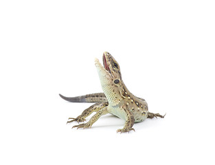 Image showing lizard