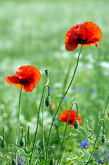 Image showing  red poppy 