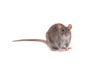 Image showing rat 