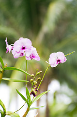 Image showing  orchid 