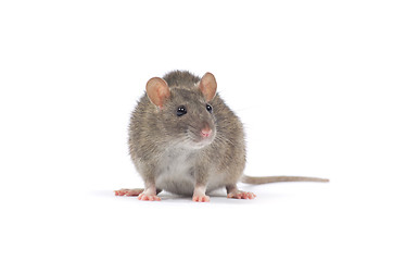 Image showing rat 