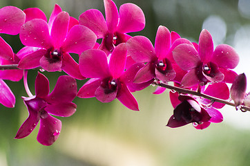 Image showing orchid 