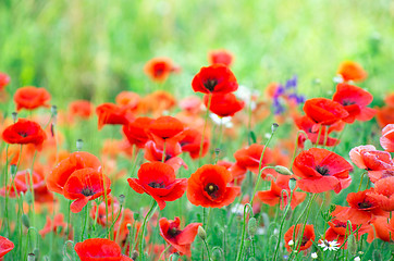 Image showing red poppy 