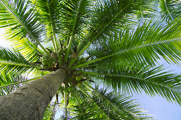 Image showing  palm tree 