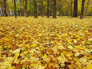 Image showing  autumn park