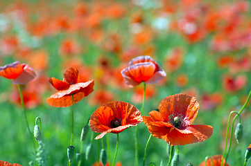 Image showing  red poppy 