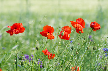 Image showing  red poppy 