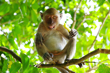 Image showing monkey 