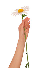 Image showing big white daisy