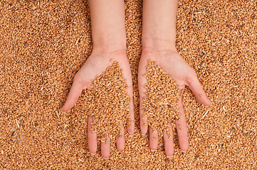 Image showing crop wheat