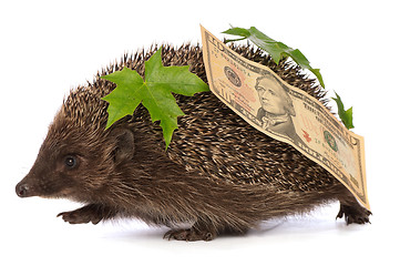 Image showing hedgehog with dollars profit