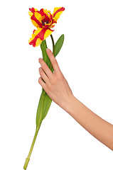 Image showing colored tulip