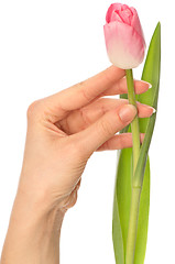 Image showing spring tulip