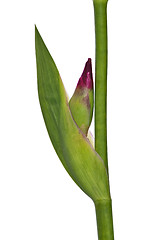 Image showing Lilac iris