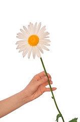 Image showing white daisy