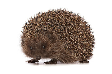 Image showing hedgehog