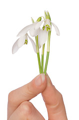 Image showing snowdrops