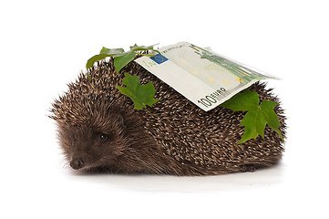 Image showing hedgehog with dollars profit