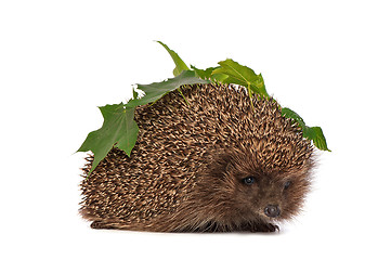 Image showing hedgehog with green leafs