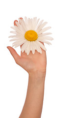 Image showing big white daisy