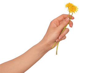 Image showing yellow dandelion