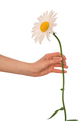 Image showing big white daisy