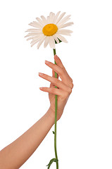 Image showing big white daisy