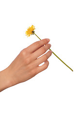 Image showing yellow dandelion