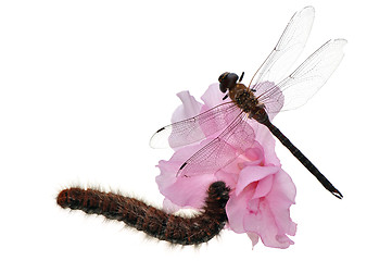 Image showing dragonfly and caterpillar