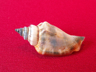 Image showing shell