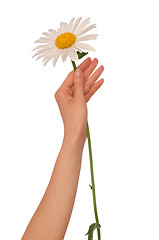 Image showing big white daisy