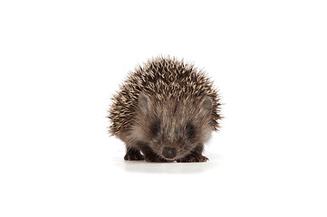 Image showing hedgehog