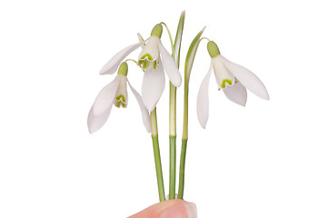 Image showing snowdrops