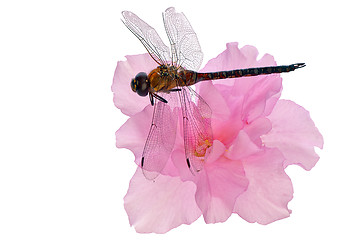 Image showing dragonfly