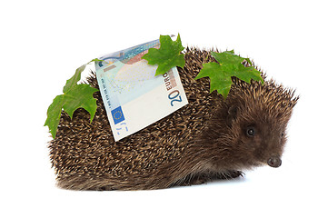 Image showing hedgehog with dollars profit