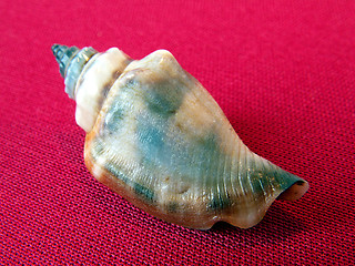 Image showing shell