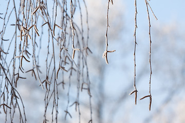 Image showing frozen branch
