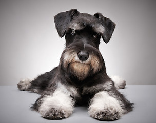 Image showing Miniature schnauzer puppy