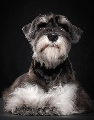 Image showing Miniature schnauzer puppy